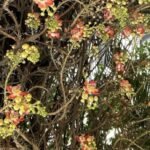 IMG-20260330-WA0007~2