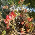 IMG-20260330-WA0009~2